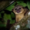 Kynkazu - Potos flavus - Kinkajou 0697